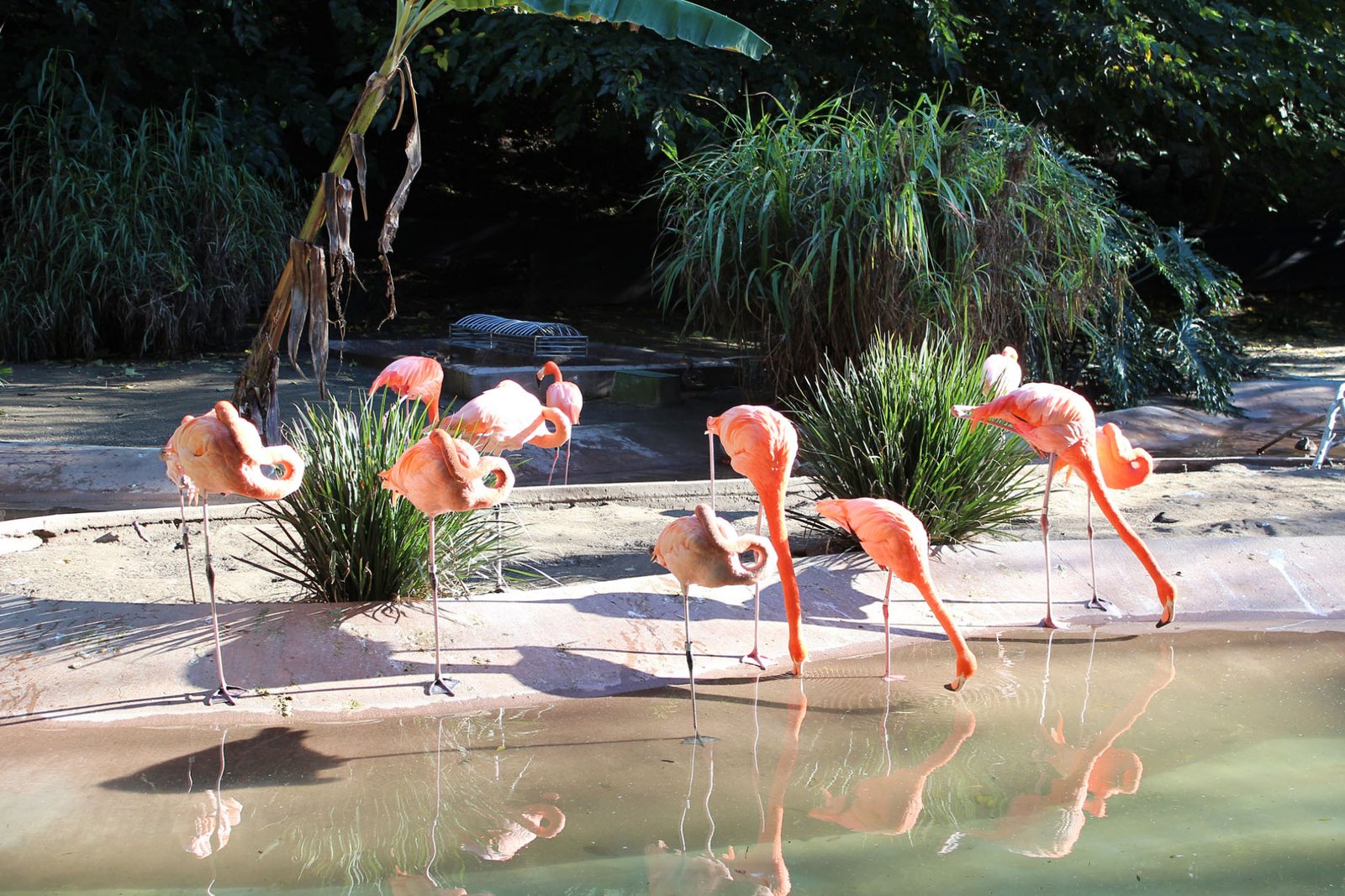 San Diego Zoo Part II 084